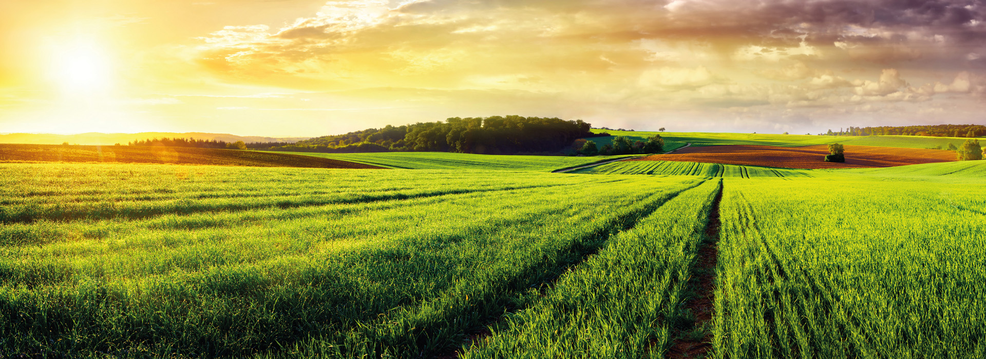 Landscape view of fields